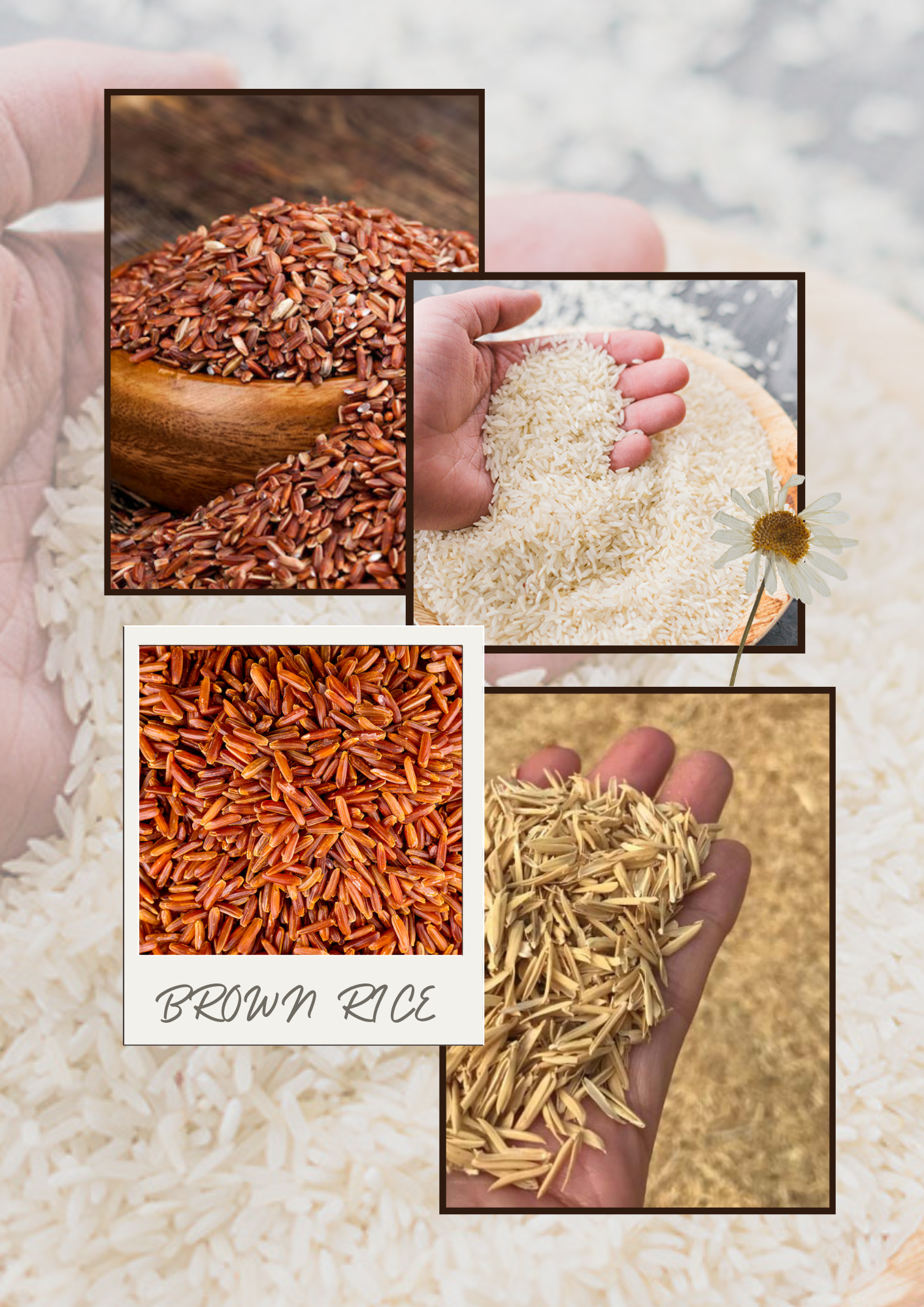 Rice Manufacturers & Exporters in India